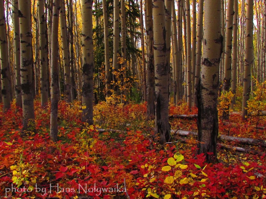 Fall colors in an aspen forest, interior Alaska