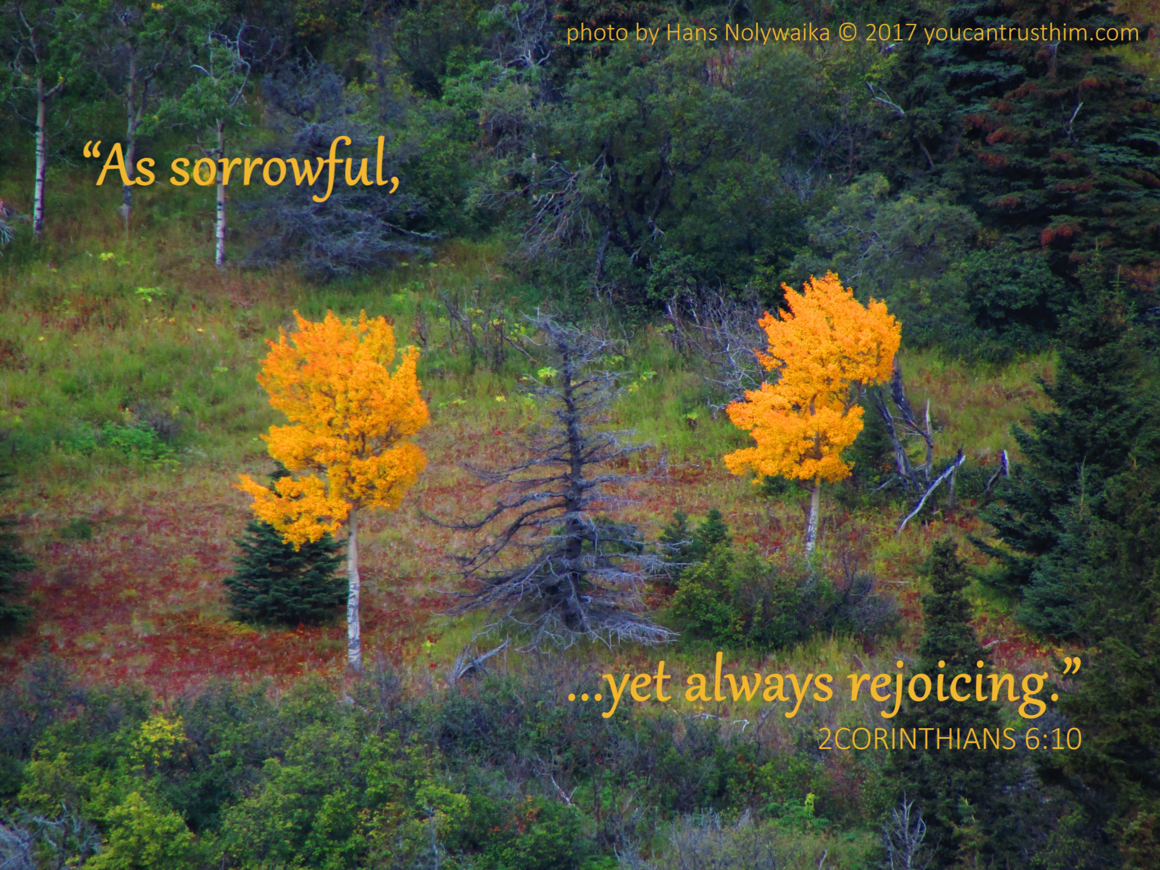 Two Alaskan birch trees with golden autumn leaves and a dead spruce tree between them