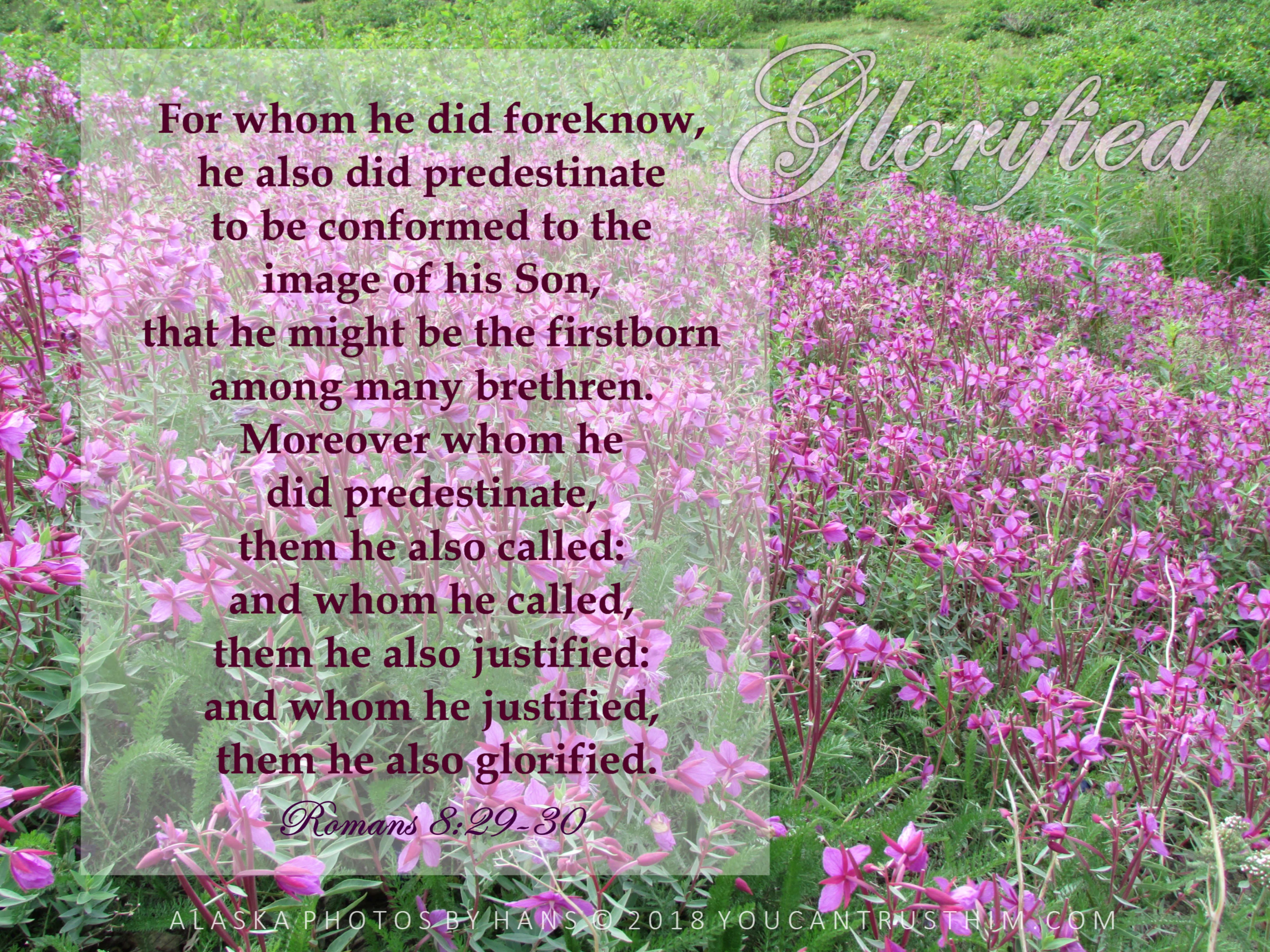 Romans 8:29-30