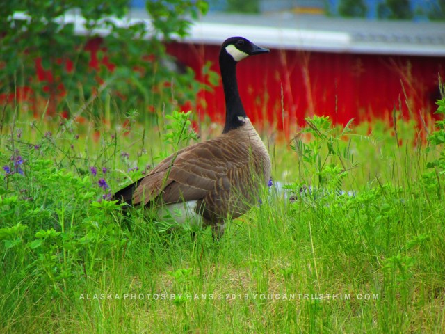 Canada Goose
