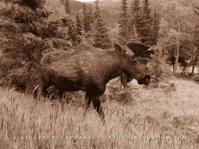 Bull Moose