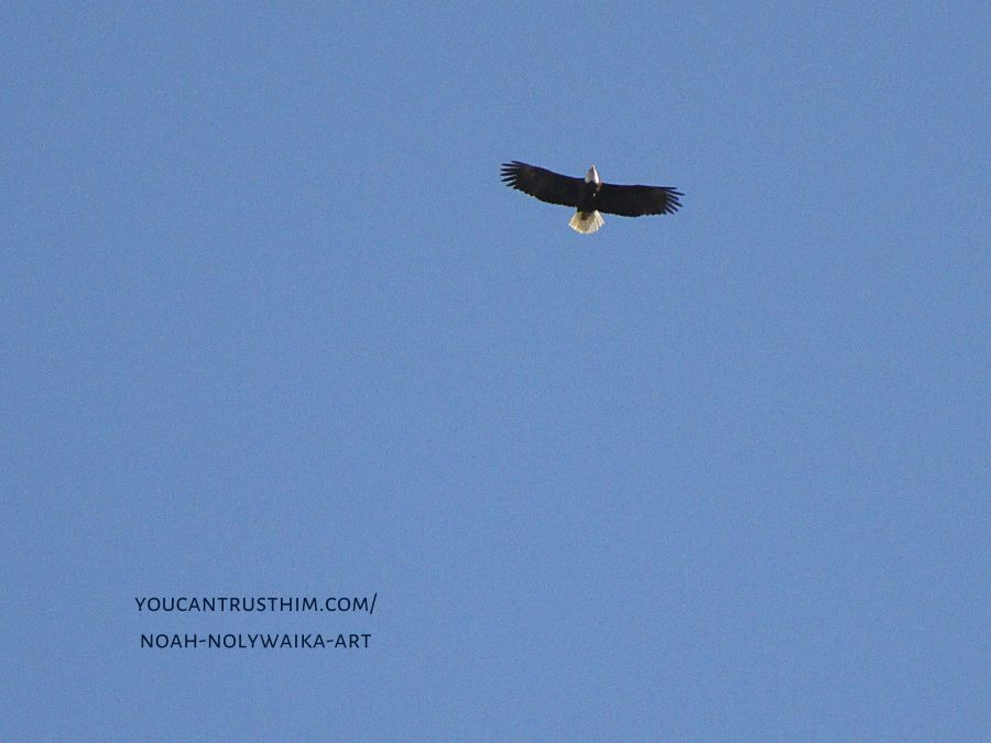 bald eagle