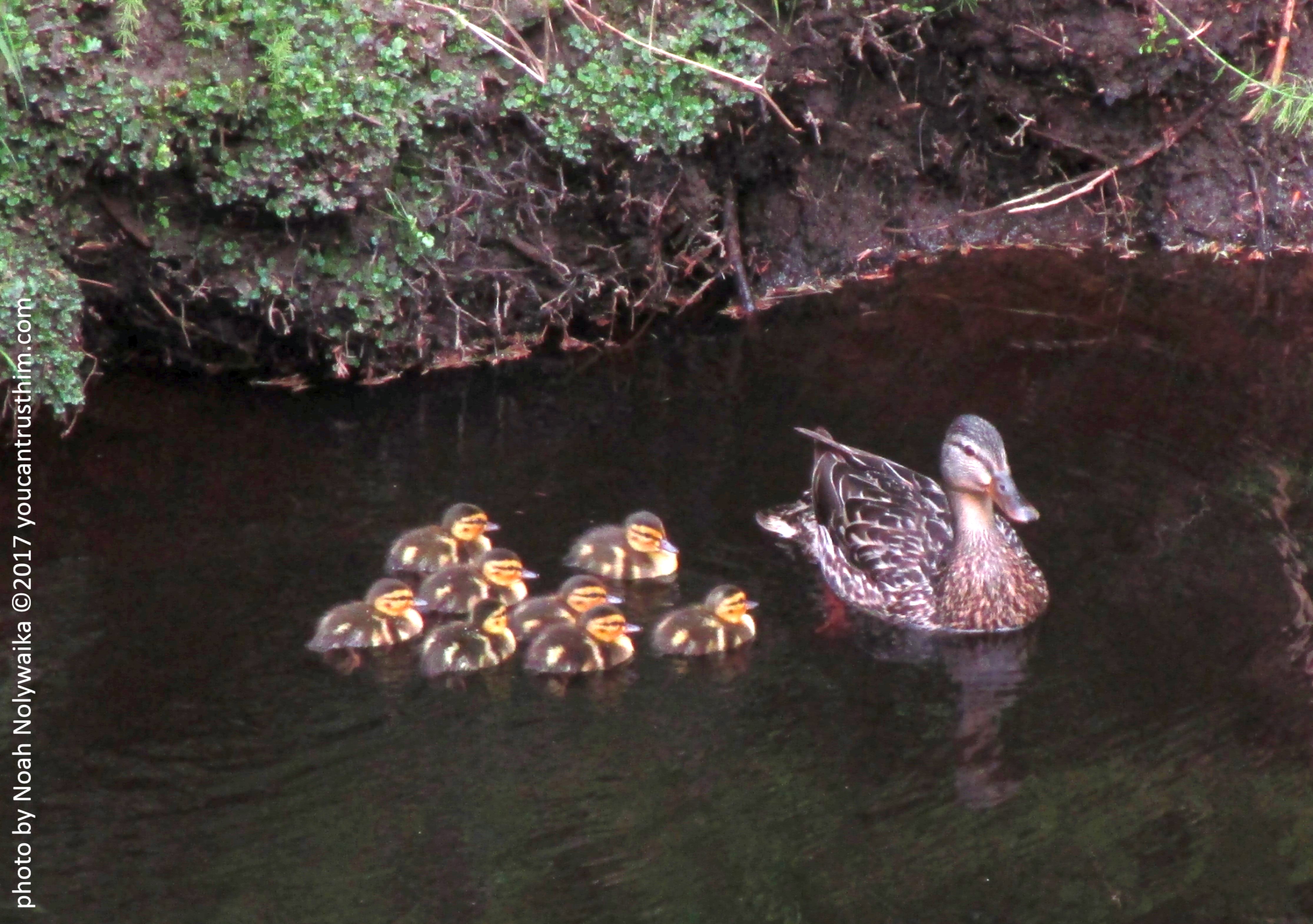 mother-duck-and-ducklings