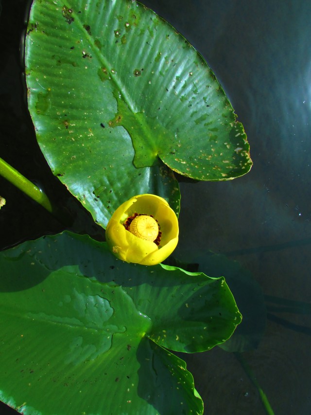 yellow water lily